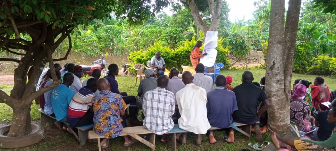 Woman feeding chickens